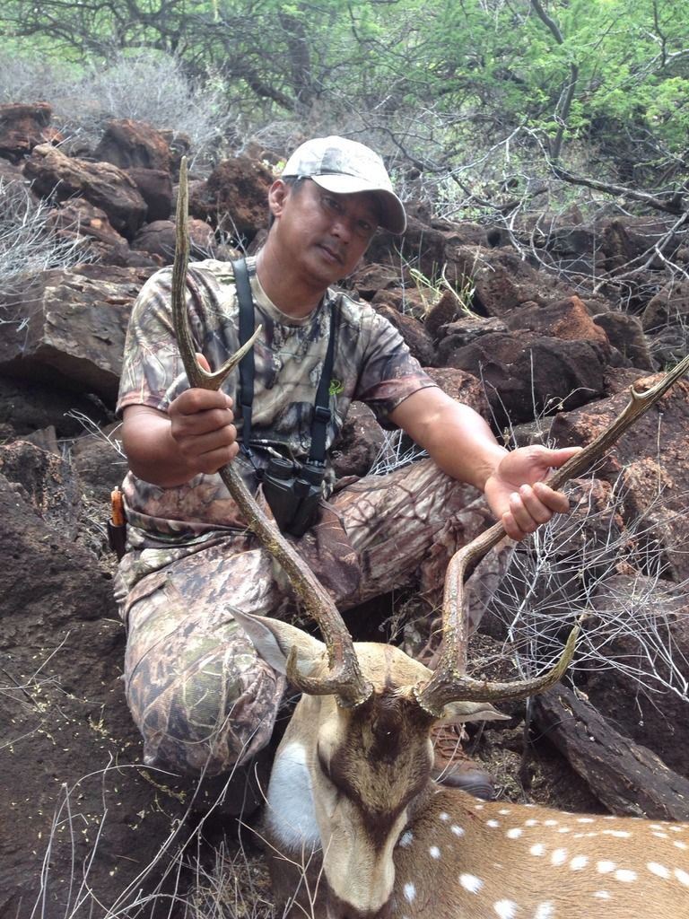Lanai Hunting Axis Deer And Mouflon Ram Story by 2good2 Photobucket